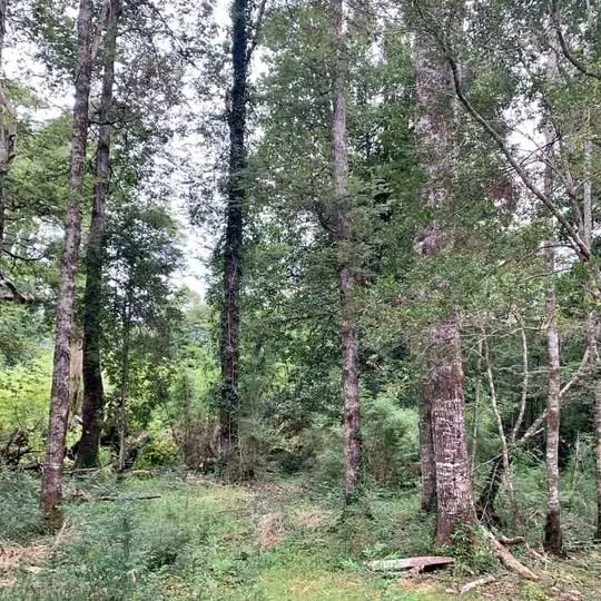 Exterior view of a large land parcel in Puerto Cisnes, Patagonia
