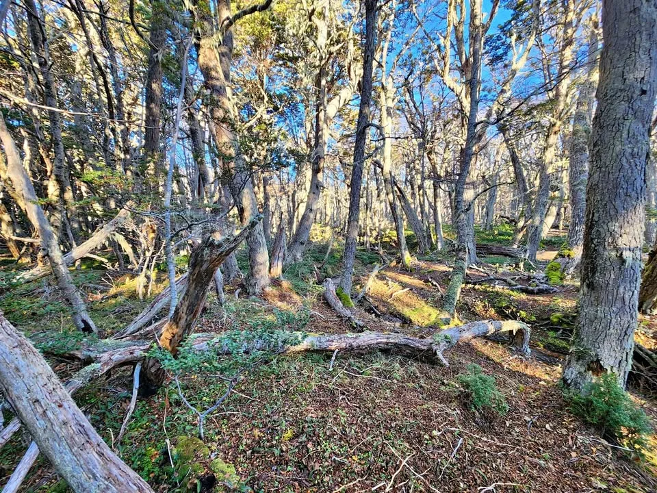 Exterior view of a 1-hectare land parcel in Villa Ohiggins