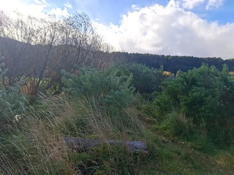 Access road leading to the property in Villa Cerro Castillo