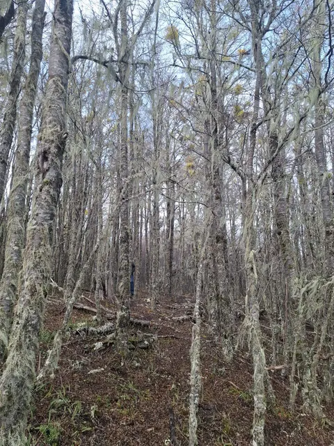 Panoramic view of the parcel in Cerro Galera