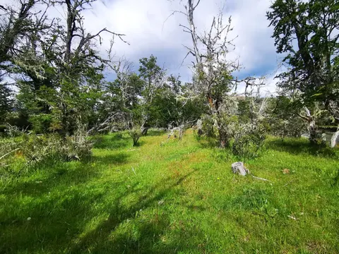 Stream or spring area on the Los Maquis property