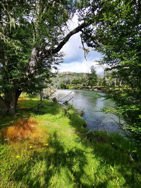 Forest area on the parcel with native vegetation in Los Maquis