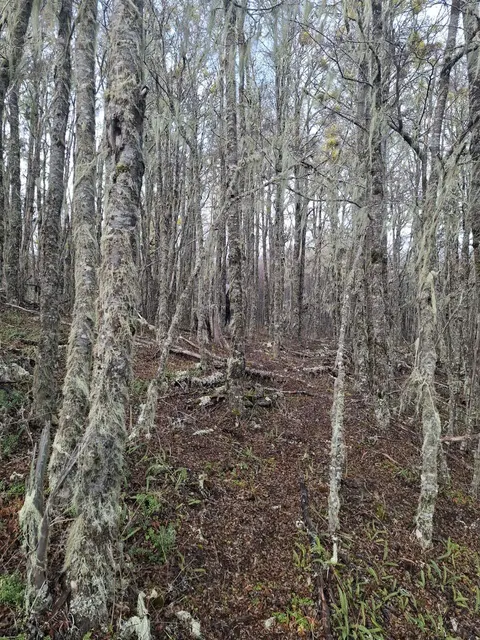 Trees on the boundary of the parcel in Coyhaique