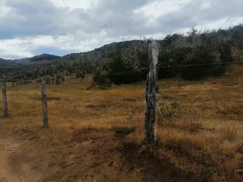 View of the parcel with trees and open sky in Puerto Guadal