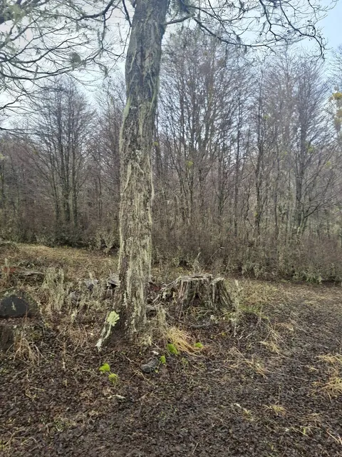 Flat terrain on the parcel in Cerro Galera, Coyhaique