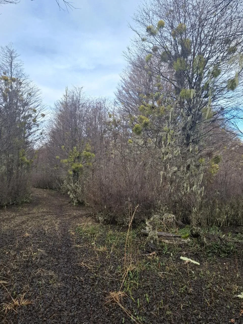 Exterior view of a 0.5 hectare parcel in Cerro Galera interior
