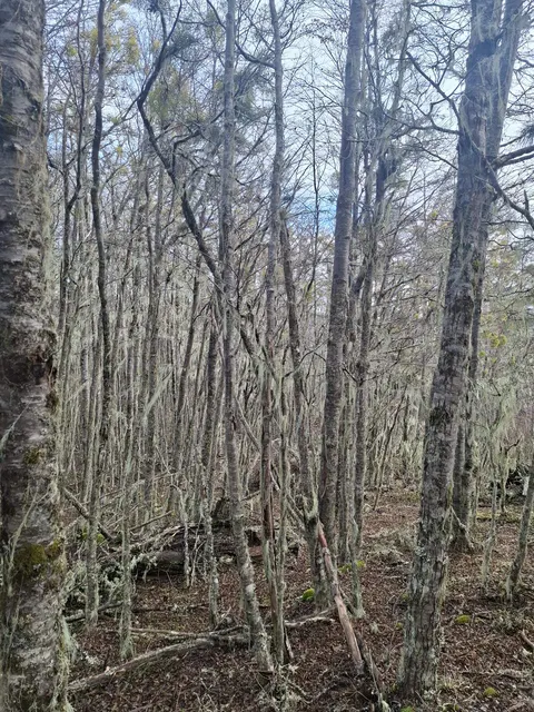 Open area on the parcel suitable for construction