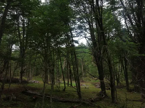 Hillside portion of the parcel in Puerto Guadal