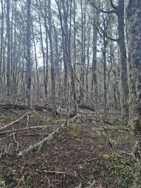 Access road to the Cerro Galera interior parcel