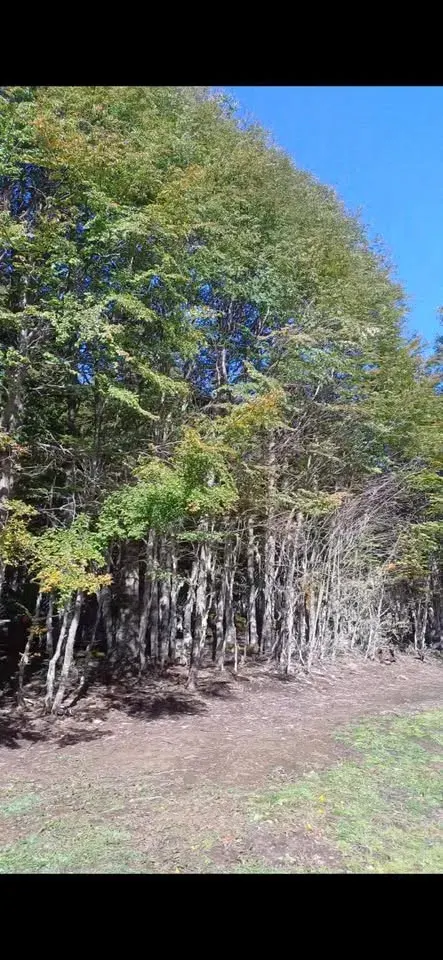 Access road leading to the parcel near Coyhaique
