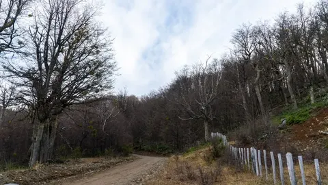 Dirt road leading to the lot development area