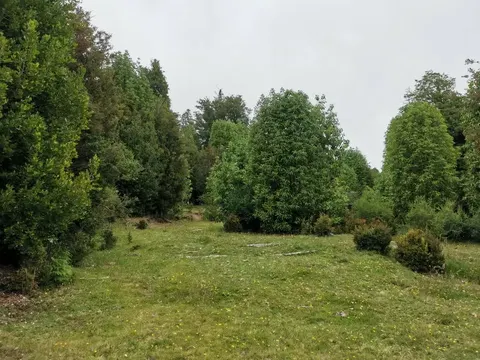 Trees and natural features on the Puerto Guadal land