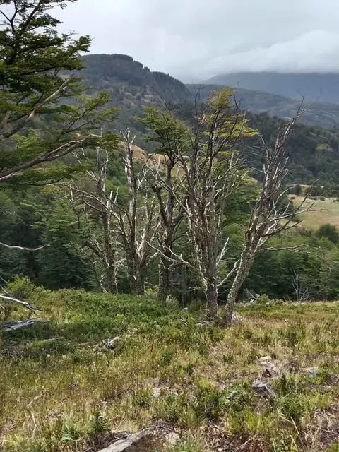 Land parcel with native vegetation near Lago Largo