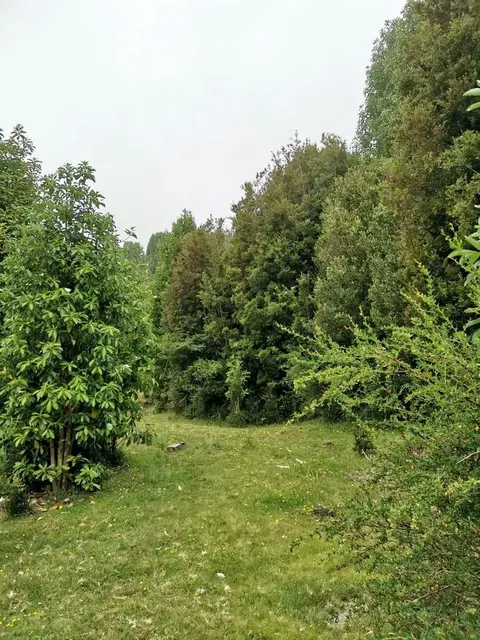Aerial shot of the 5000 m² plot in Puerto Guadal