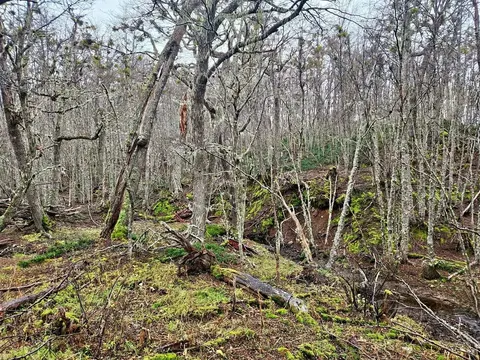 Distant view of the land parcel with native Patagonian vegetation