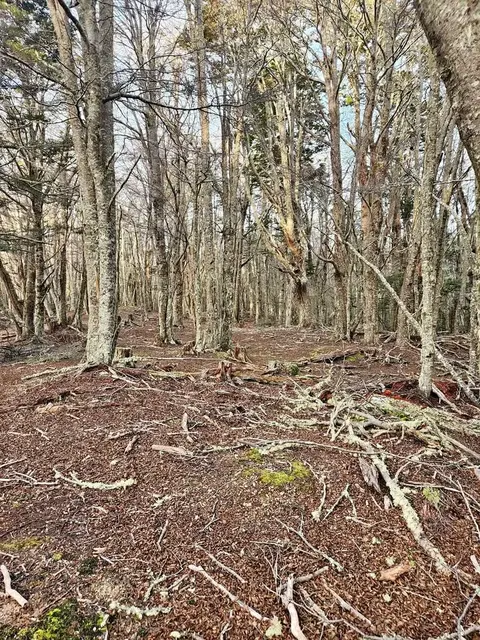 Wide shot of the expansive 5-hectare property