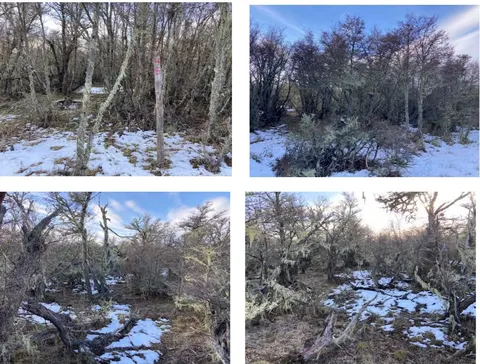 Grassland area on the parcel with scattered shrubs